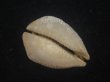 画像3: ムカシリュウグウダカラ(Barycypraea caputviperae) 特美品 (3)