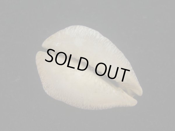 画像3: ムカシリュウグウダカラ(Barycypraea caputviperae) 特美品 (3)