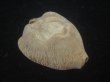 画像1: ムカシリュウグウダカラ(Barycypraea caputviperae) 大 (1)