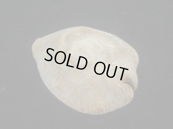 画像2: ムカシリュウグウダカラ(Barycypraea caputviperae) 大 (2)