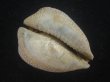 画像3: ムカシリュウグウダカラ(Barycypraea caputviperae) 大 (3)