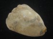 画像1: ムカシリュウグウダカラ(Barycypraea caputviperae) 54.5ｍｍ　特大 (1)