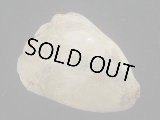 タカラガイ・ウミウサギ類 - Kaiショップ