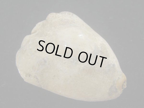 画像1: ムカシリュウグウダカラ(Barycypraea caputviperae) 54.5ｍｍ　特大 (1)