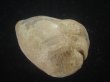 画像2: ムカシリュウグウダカラ(Barycypraea caputviperae) 54.5ｍｍ　特大 (2)