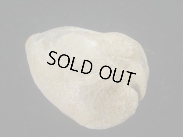 画像2: ムカシリュウグウダカラ(Barycypraea caputviperae) 54.5ｍｍ　特大 (2)