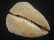 画像3: ムカシリュウグウダカラ(Barycypraea caputviperae) 54.5ｍｍ　特大 (3)