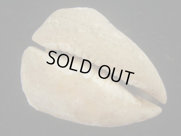 画像3: ムカシリュウグウダカラ(Barycypraea caputviperae) 54.5ｍｍ　特大 (3)