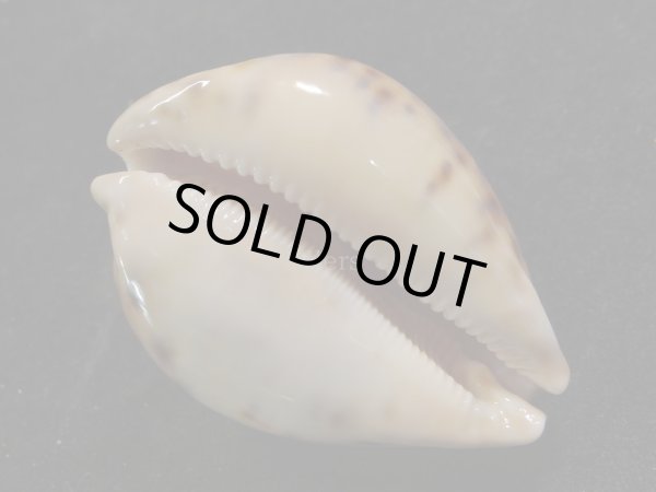 画像3: シンセイダカラ (3)