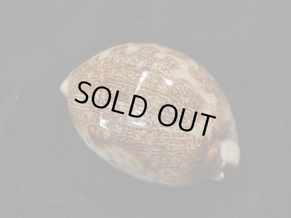 画像2: ウラジロハラダカラ (2)