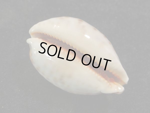 画像3: ウラジロハラダカラ (3)