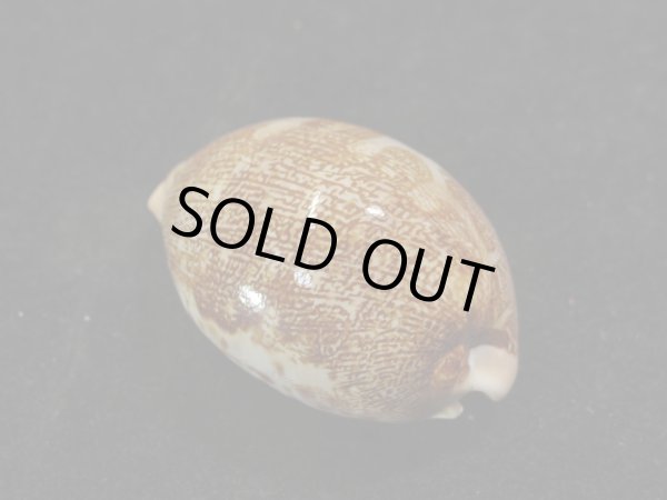 画像2: ウラジロハラダカラ (2)