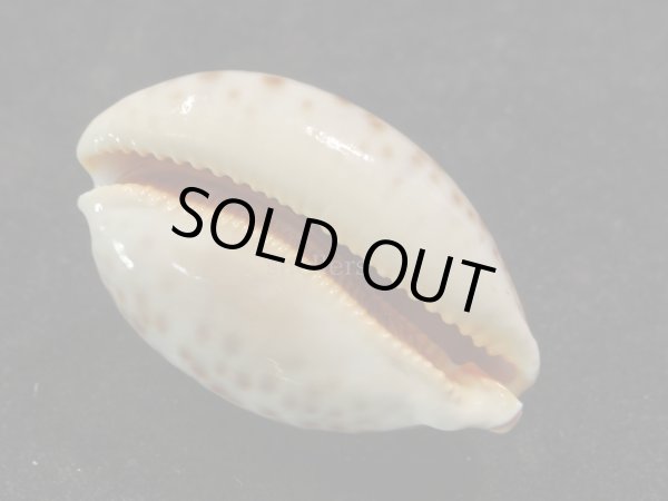 画像3: ウラジロハラダカラ (3)