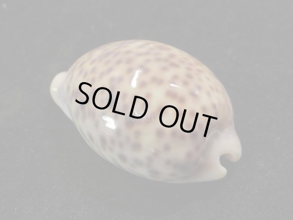 画像2: ヒョウダカラ (2)