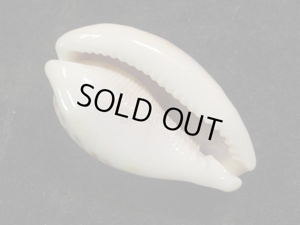 画像3: ヒョウダカラ (3)