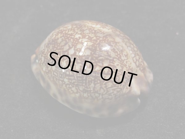 画像2: クロヤクシマダカラ 美品 (2)