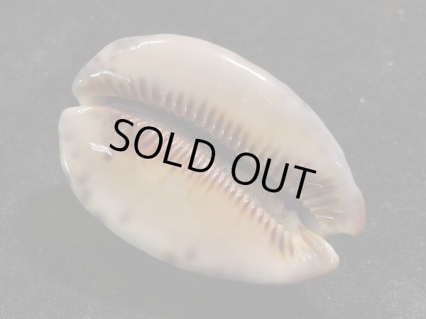 画像3: クロヤクシマダカラ 美品 (3)