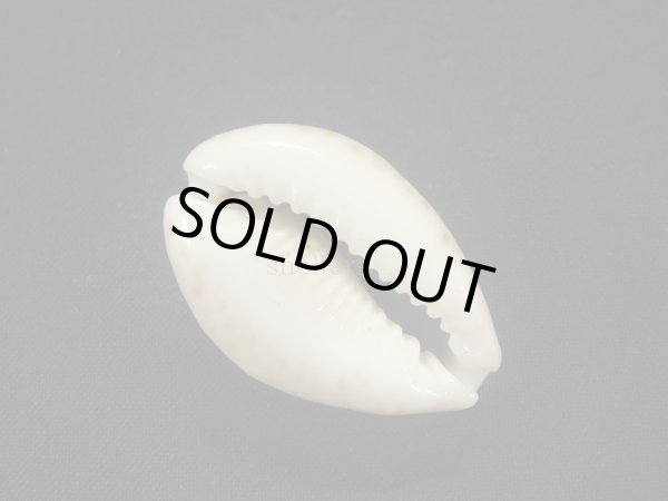 画像3: シモフリダカラ (3)