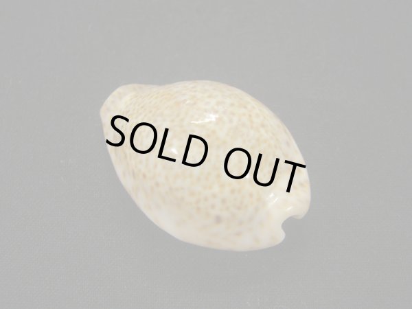 画像2: シモフリダカラ (2)