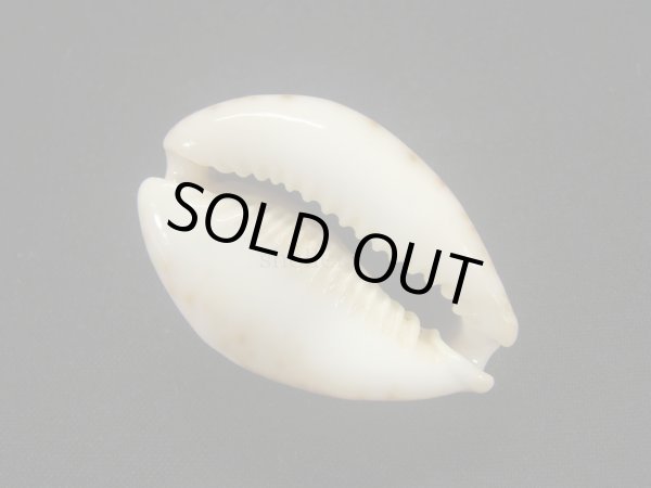 画像3: シモフリダカラ (3)