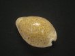 画像2: シモフリダカラ　美品 (2)