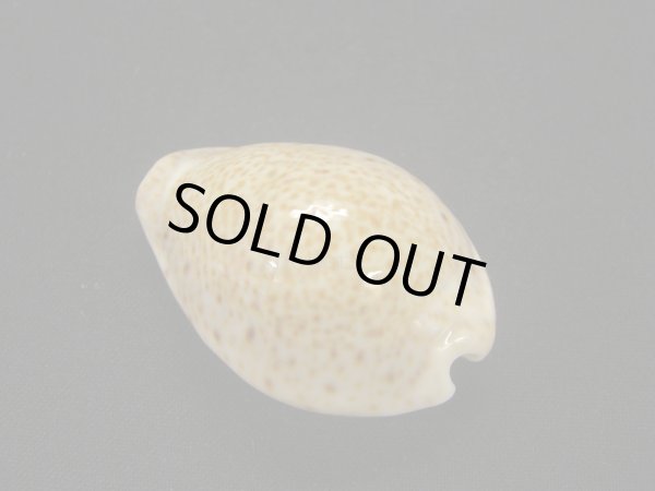 画像2: シモフリダカラ　美品 (2)