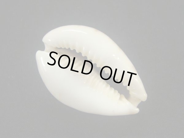 画像3: シモフリダカラ　美品 (3)