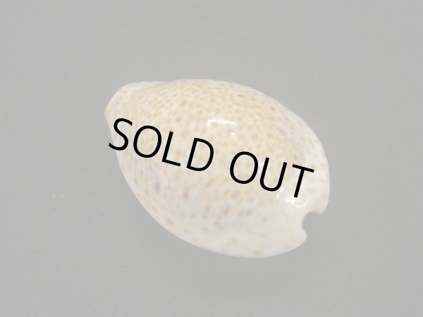 画像2: シモフリダカラ　黒斑　美品 (2)