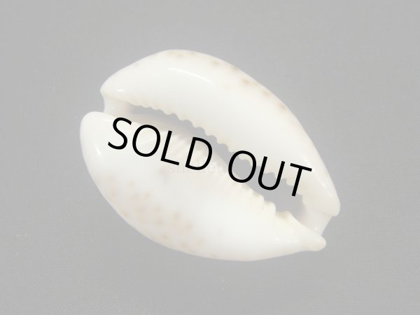 画像3: シモフリダカラ　黒斑　美品 (3)