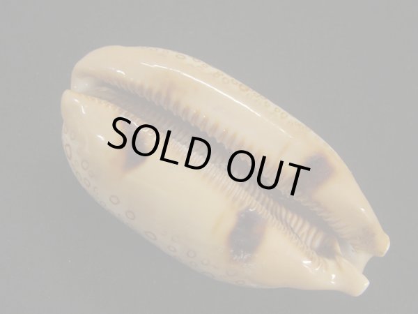 画像3: ジャノメダカラ (3)