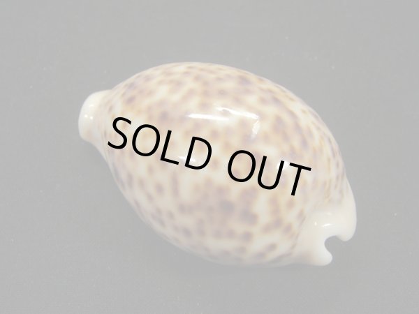 画像2: ヒョウダカラ (2)