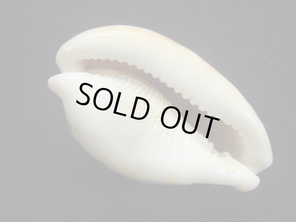 画像3: ヒョウダカラ (3)