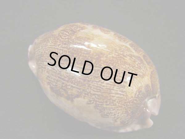 画像2: アリワルハラダカラ 老成 大 (2)