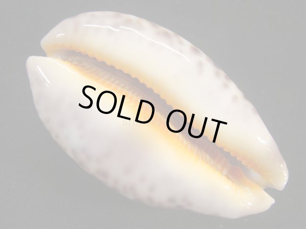 画像3: アリワルハラダカラ 老成 大 (3)