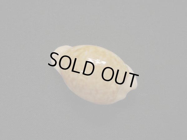 画像2: アカチャダカラ (2)