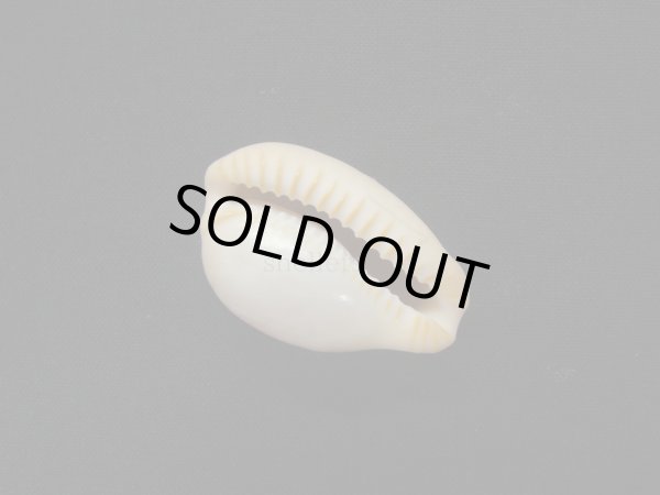 画像3: アカチャダカラ (3)