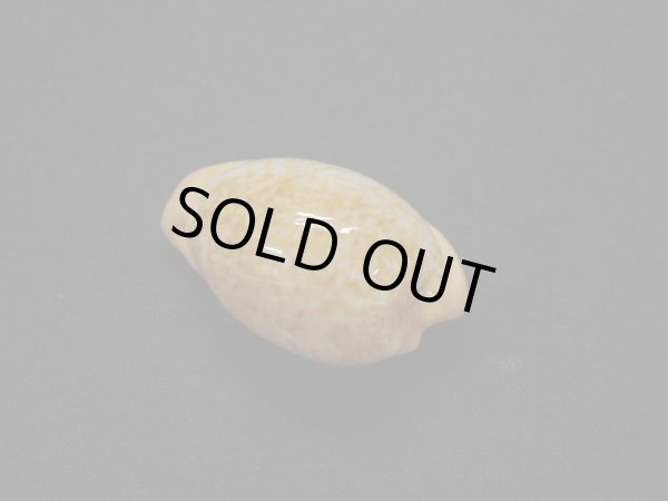 画像2: アカチャダカラ 美品 (2)