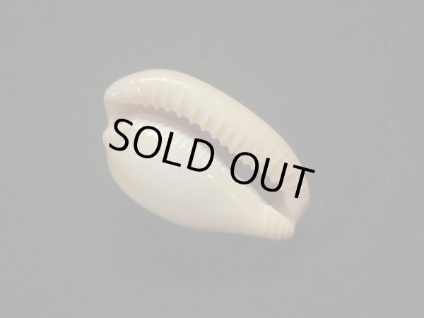 画像3: アカチャダカラ 美品 (3)