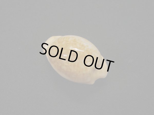 画像2: アカチャダカラ　美品 (2)