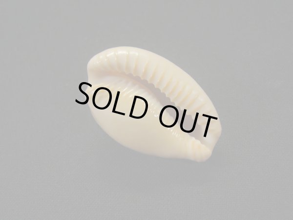 画像3: アカチャダカラ　美品 (3)