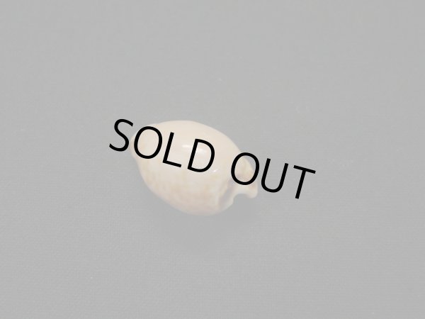 画像2: アルゴダカラ (2)