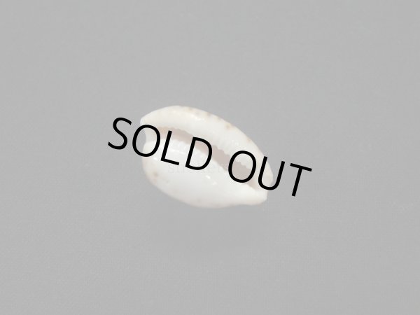 画像3: アルゴダカラ (3)