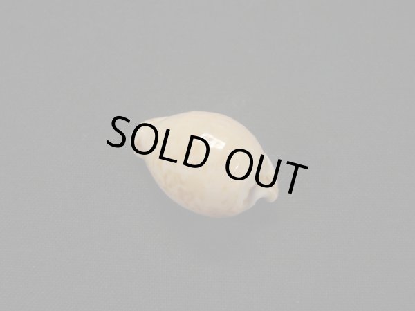 画像2: アルゴダカラ 丸 美品 (2)