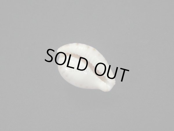 画像3: アルゴダカラ 丸 美品 (3)