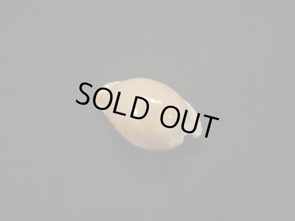 画像2: アルゴダカラ 濃色 (2)