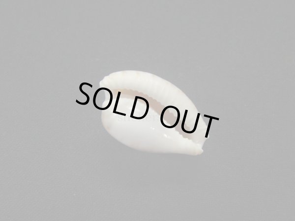 画像3: アルゴダカラ 濃色 (3)