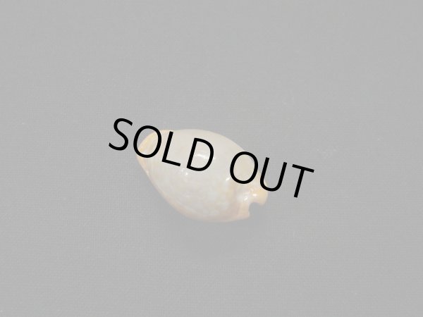 画像2: ミカンダカラ 死殻だけど美品 (2)