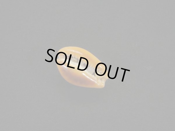 画像3: ミカンダカラ 死殻だけど美品 (3)