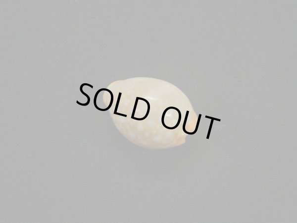 画像2: ミカンダカラ 死殻だけど美品 (2)