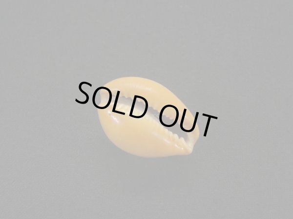 画像3: ミカンダカラ 死殻だけど美品 (3)